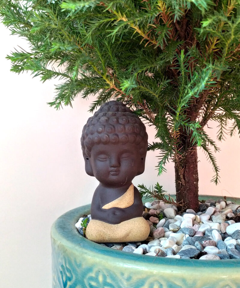 Cây tùng bồng lai