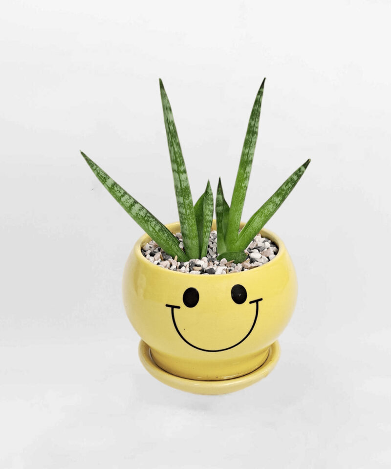 Cây tùng bồng lai