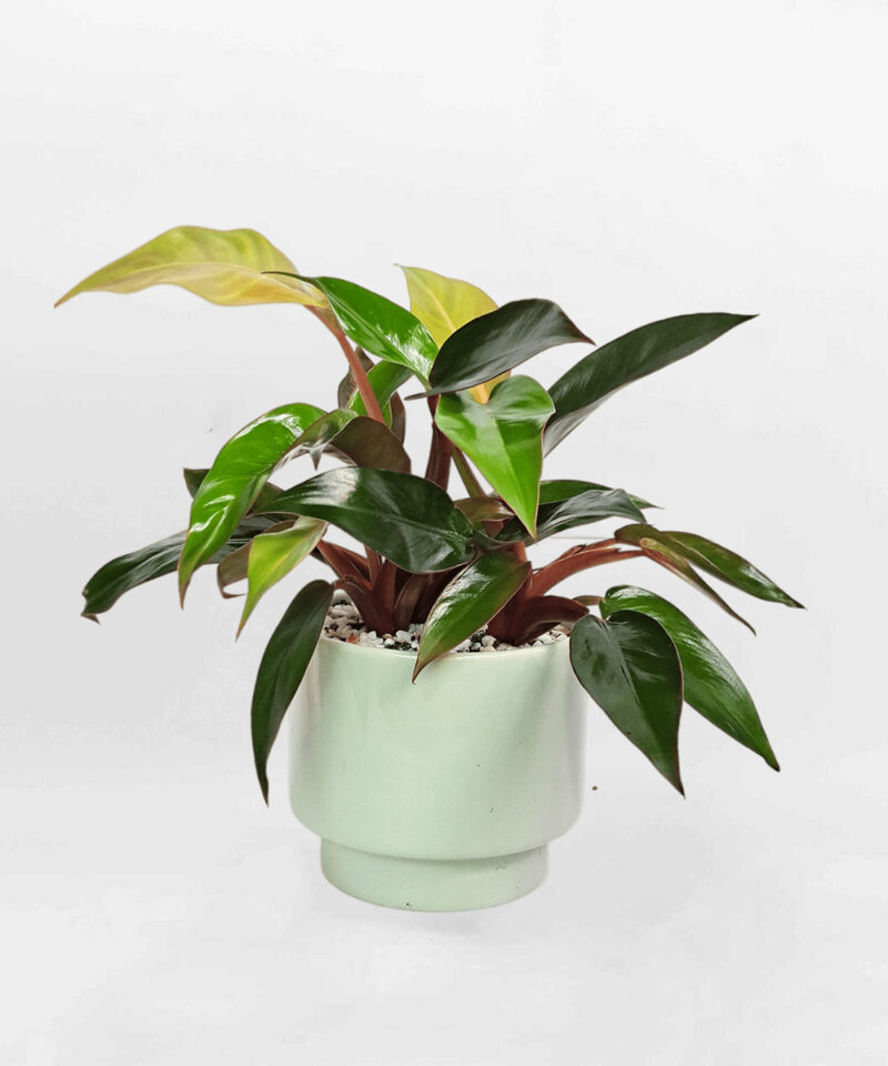 Cây tùng bồng lai